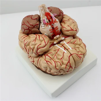 Модель мозга человека в натуральную величину, анатомически точная модель мозга, модель мозговой артерии из 9 частей для показа в научном классе